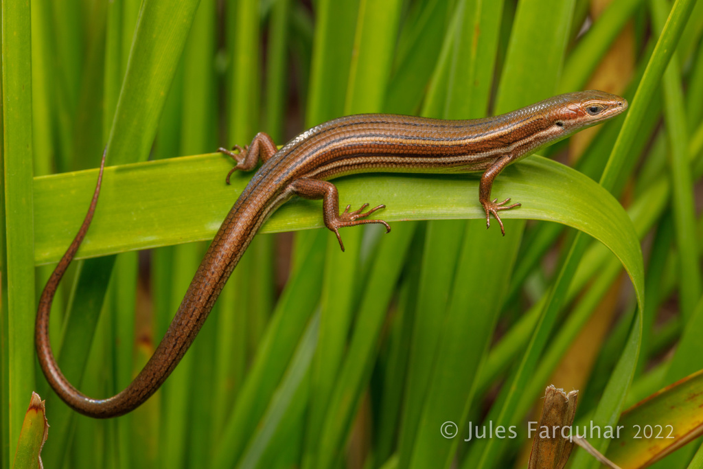 Approximate distribution of the Glossy Grass Skink (Pseudemoia rawlinsoni) 