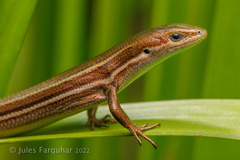 Pseudemoia rawlinsoni