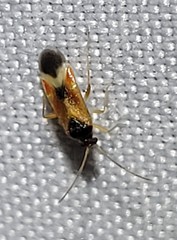 Ceratocapsus apicalis