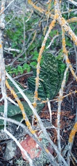 Gasteria disticha