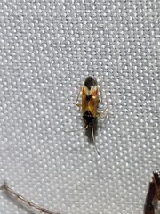 Ceratocapsus apicalis