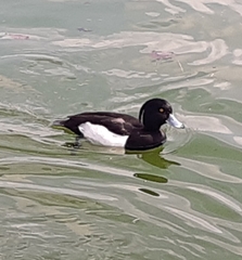 Aythya fuligula