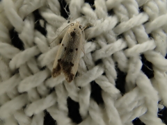 Tachystola hemisema