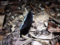 Lexias pardalis dirteana