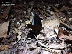 Lexias pardalis dirteana