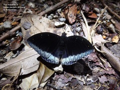 Lexias pardalis dirteana