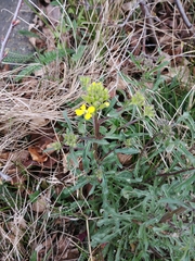 Erysimum crepidifolium