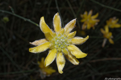 Genista umbellata