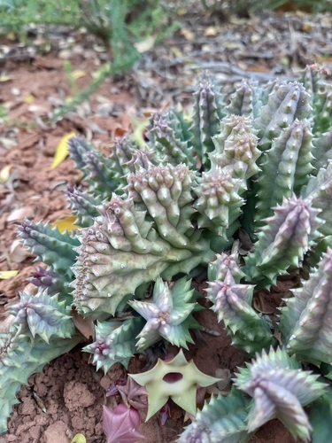 Ceropegia thuretii