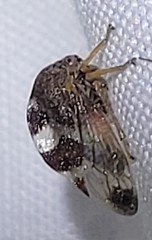 Cyrtolobus tuberosus