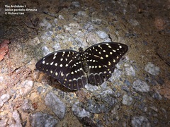 Lexias pardalis dirteana