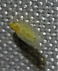 Eratoneura certa