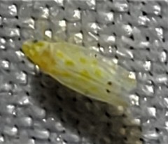 Eratoneura certa