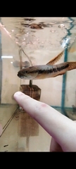 Erythrinus erythrinus