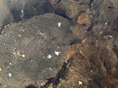 Munidopsis polymorpha