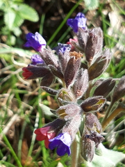 Pulmonaria angustifolia