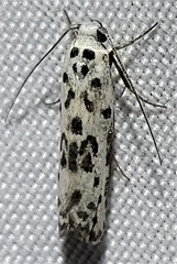 Ethmia bittenella
