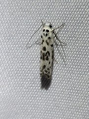 Ethmia bittenella