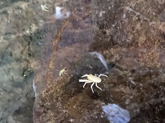 Munidopsis polymorpha