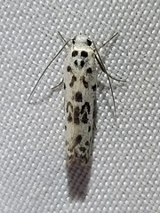 Ethmia bittenella