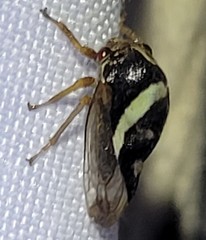 Smilia camelus
