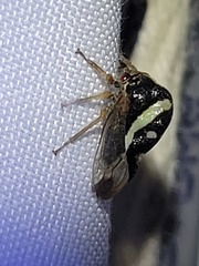 Smilia camelus