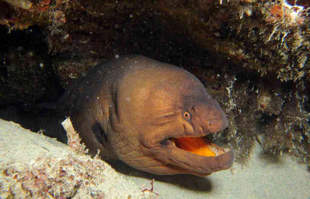Stout moray (Muraena robusta) — Muraenidae