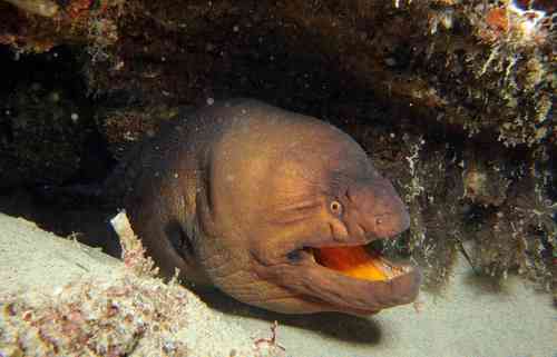 Stout moray (Muraena robusta) — Muraenidae
