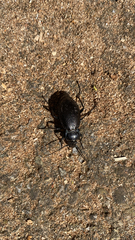 Carabus rossii