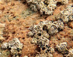 Chthamalus dentatus
