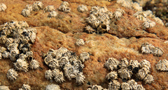 Chthamalus dentatus