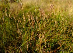 Rhodocoma fruticosa
