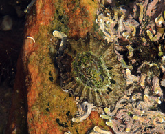 Scutellastra tabularis