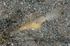 Solenostomus cyanopterus