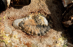 Scutellastra cochlear