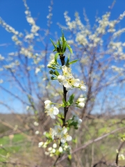 Prunus hortulana