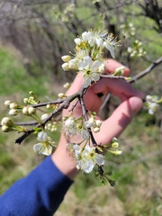 Prunus hortulana