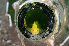 Lubricogobius exiguus