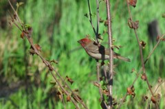 Carpodacus erythrinus grebnitskii