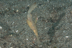 Solenostomus cyanopterus