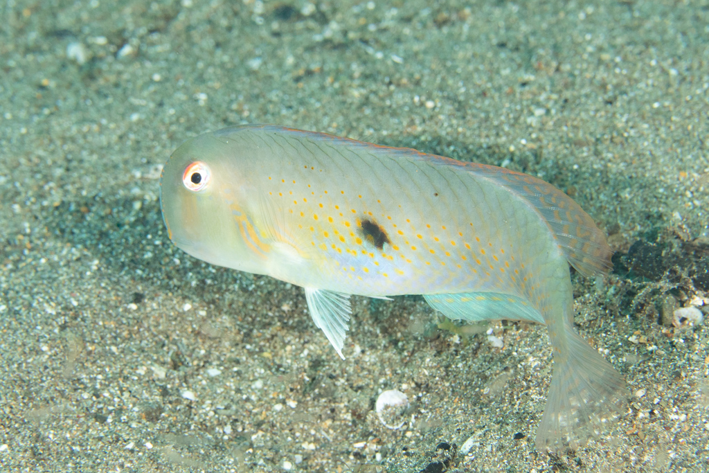 Two-Spot Razorfish