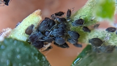 Aphididae