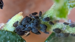 Aphididae