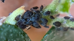 Aphididae