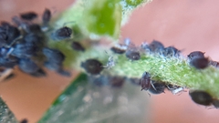Aphididae