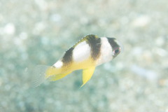 Amblypomacentrus breviceps
