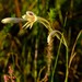 Gladiolus engysiphon - Photo (c) Nick Helme, some rights reserved (CC BY-SA), uploaded by Nick Helme