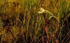 Gladiolus engysiphon
