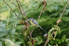 Cyanistes teneriffae teneriffae