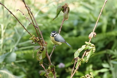 Cyanistes teneriffae teneriffae